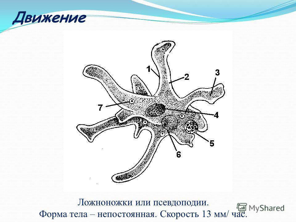Ложноножки. Ложноножки у амёбы. Органоиды движения амебы обыкновенной. Саркодовые амеба обыкновенная. Передвижение амебы обыкновенной.
