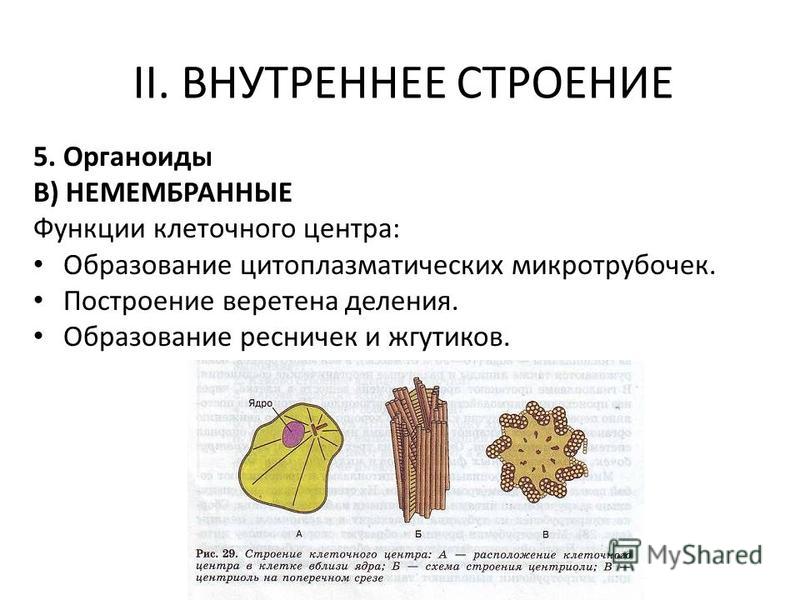 Органоиды простейших относящиеся к немембранным