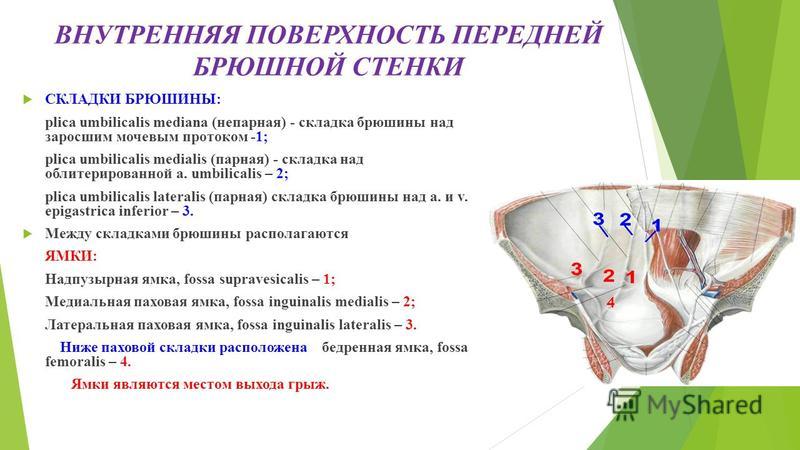 Бедренная ямка. Задняя поверхность передней брюшной стенки топографическая анатомия. Складки и ямки передней брюшной стенки. Анатомия схема внутренней поверхности передней брюшной стенки.. Складки и ямки внутренней поверхности передней брюшной стенки.