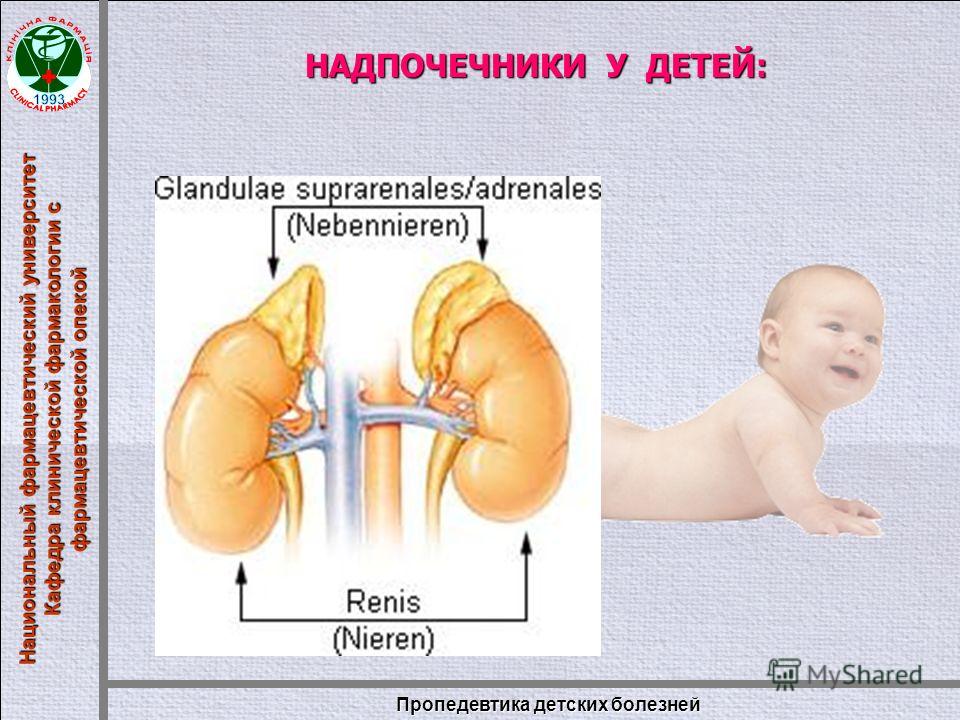 Надпочечники снижена. Врожденная гипоплазия коры надпочечников. Надпочечники новорожденного.