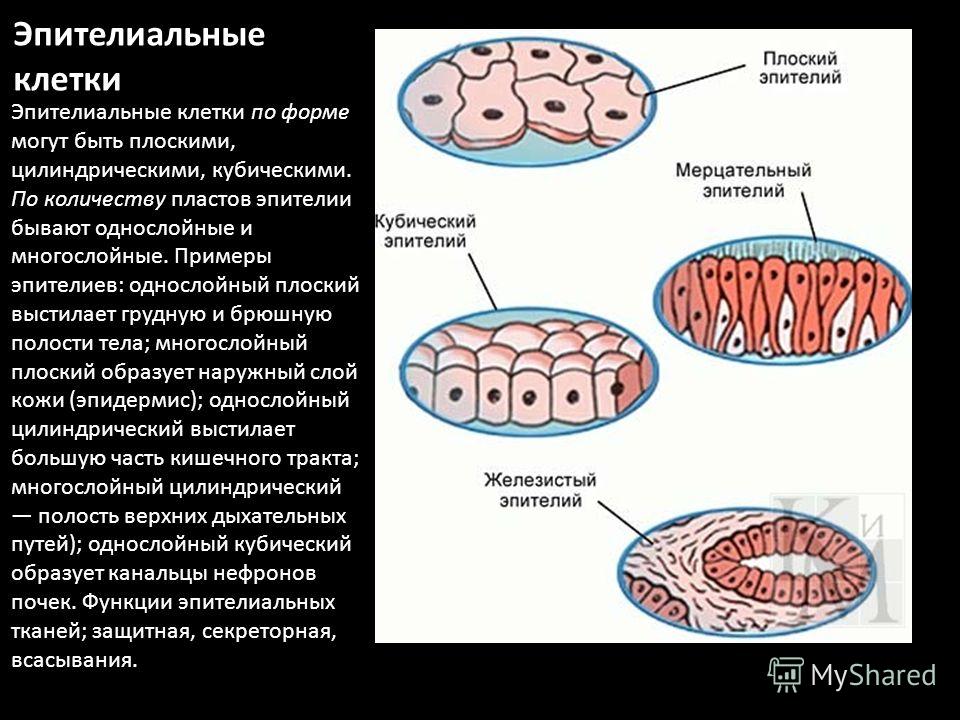 Эпителиальная секреторная ткань образует