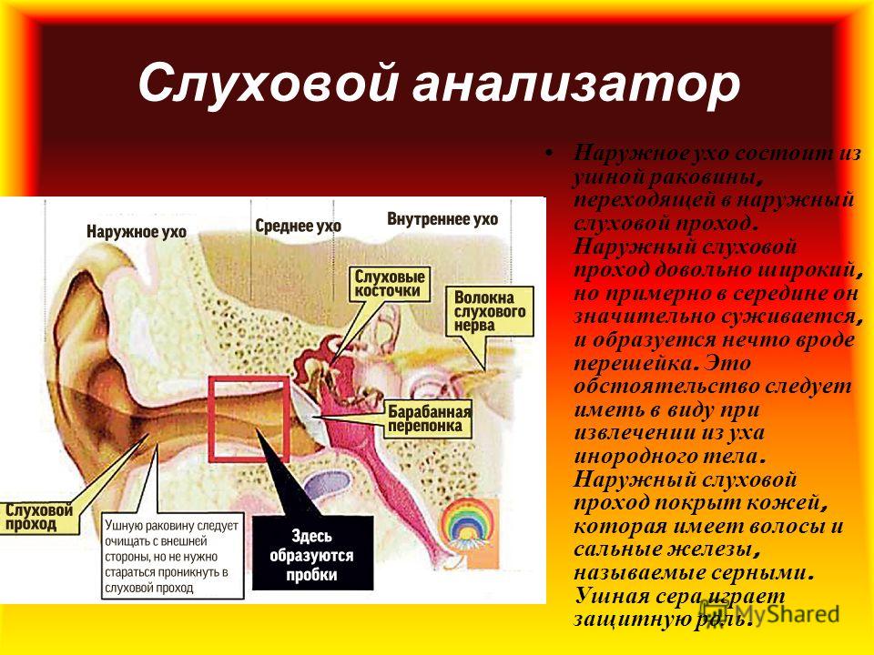 Внутренний слуховой проход среднее ухо