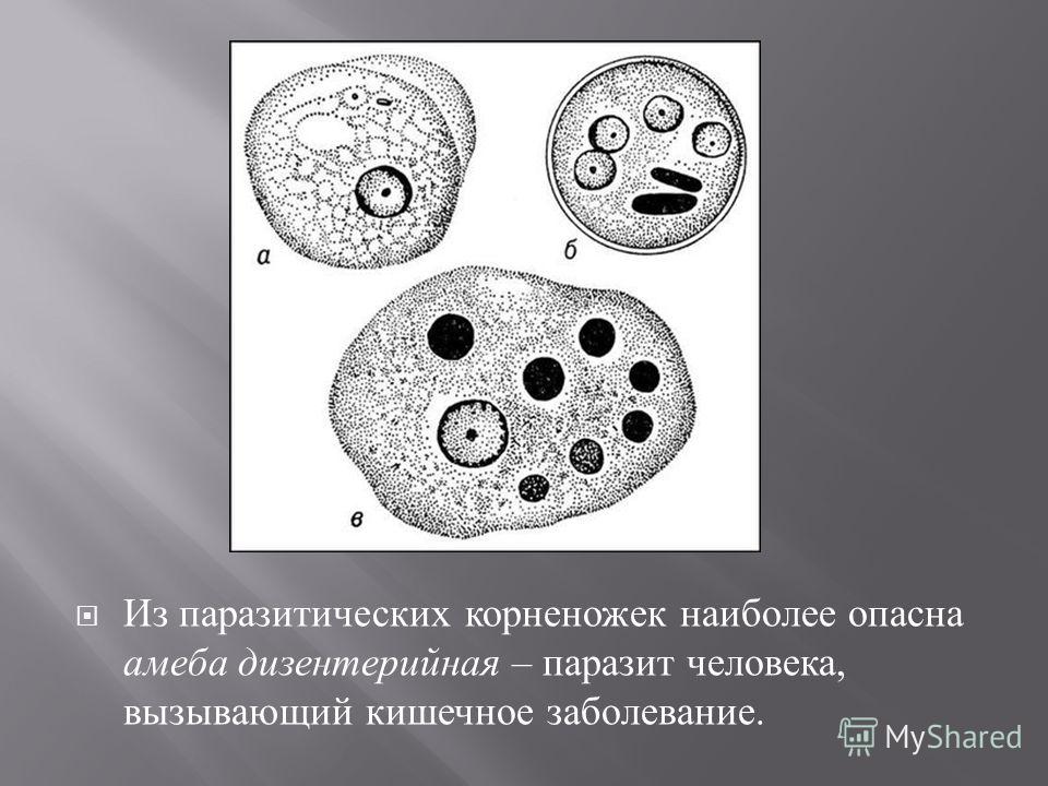 Дизентерийная амеба систематика. Дизентерийная амеба препарат. Размножение дизентерийной амебы. Дизентерийная амеба строение рисунок. Цикл развития дизентерийной амебы.