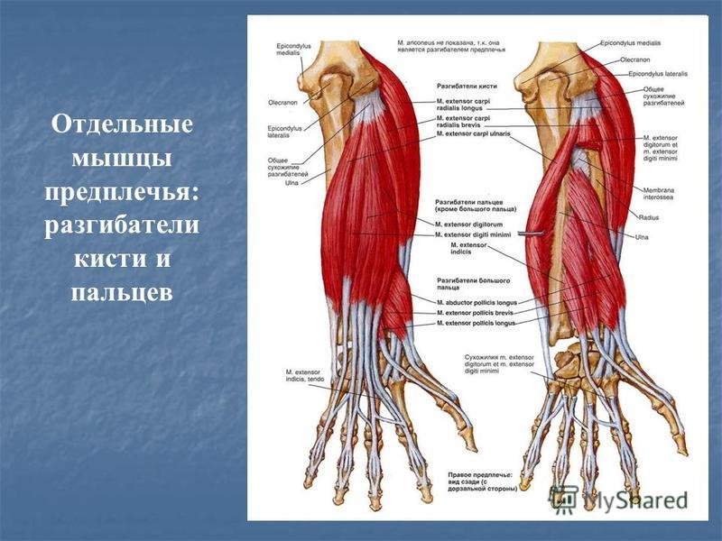 Мышцы сгибатели кисти. Мышцы предплечья сгибатели и разгибатели. Мышцы разгибатели верхней конечности. Мышцы верхней конечности предплечья. Мышцы сгибатели предплечья.