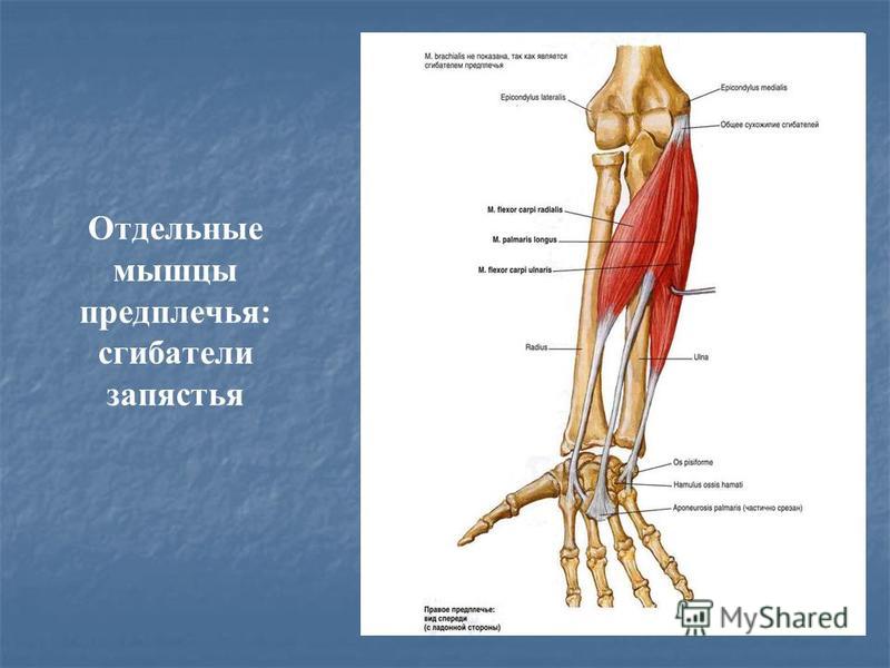 Локтевой сгибатель запястья. Мышцы сгибатели предплечья. Мышцы сгибатели и разгибатели верхней конечности. Передняя группа сгибателей предплечья. Мышцы верхней конечности предплечья.