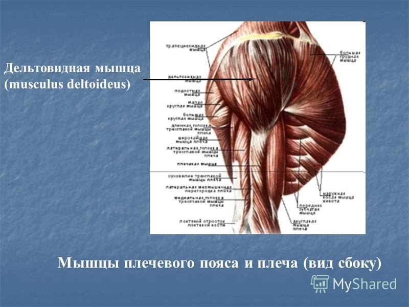 Дельтовидная. Дельтовидная мышца верхней конечности. Дельтовидная мышца плечевого пояса. Дельтовидная мышца плечевого пояса функции. Дельтовидная мышца мышцы верхней конечности.