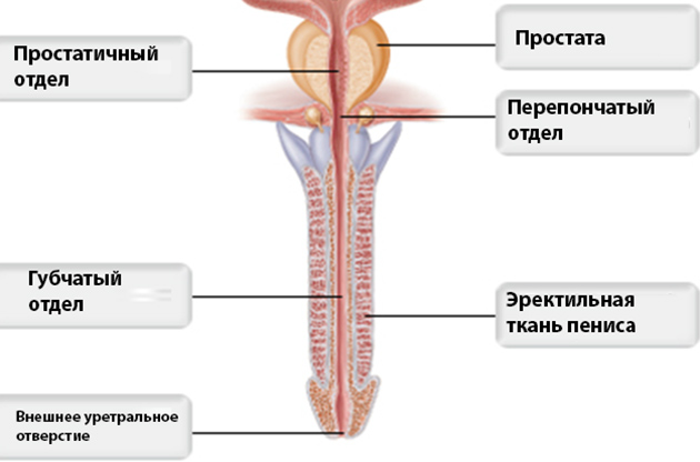 Где находится мочеиспускательный канал у женщин показать на рисунке