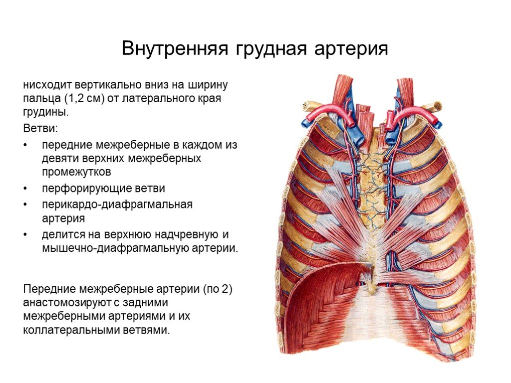 Правая грудина. Грудные ветви внутренней грудной артерии. Конечные ветви внутренней грудной артерии. Внутренняя грудная артерия анатомия. Внутренняя грудная артерия кровоснабжает.