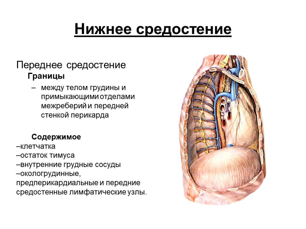 Органы средостения