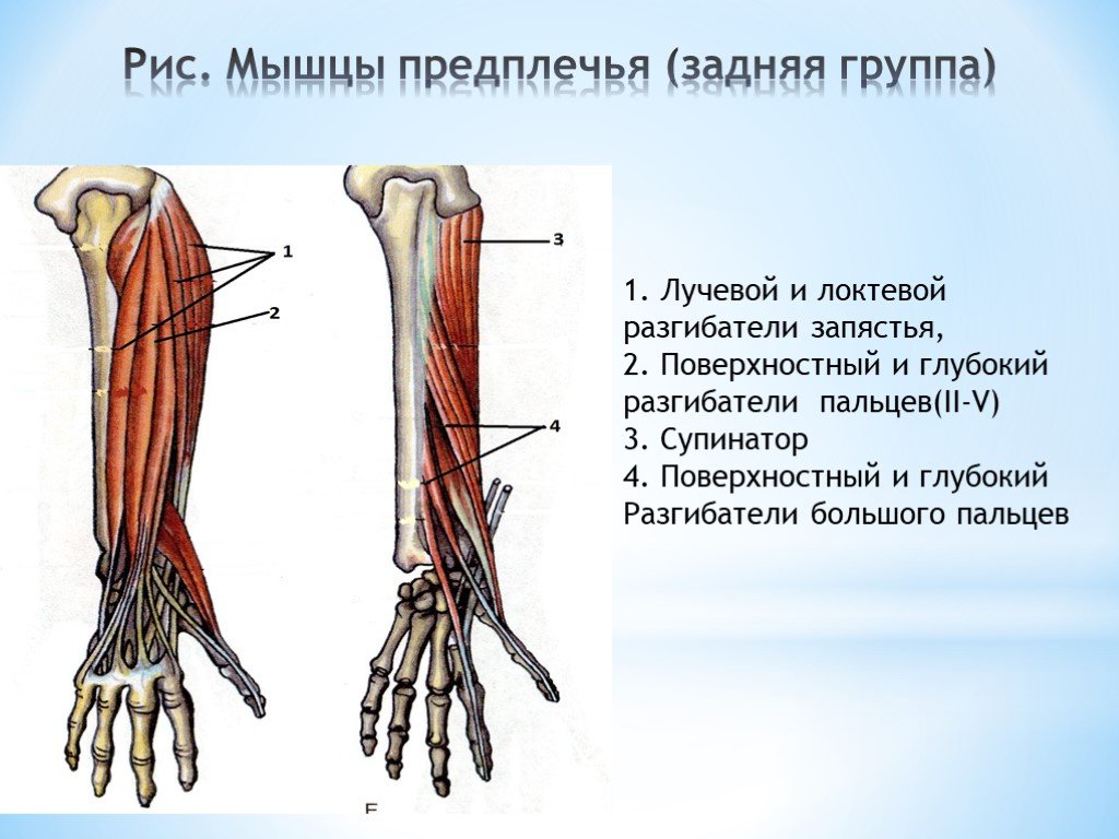 Мышцы предплечья. Мышцы предплечья анатомия задняя группа. Мышцы разгибатели предплечья. Мышцы предплечья задняя группа глубокий слой. Мышцы предплечья разгибающие кисть.