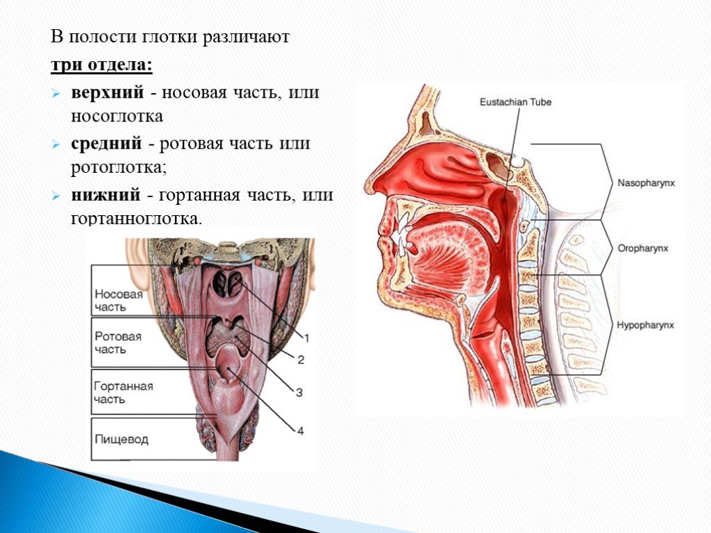 Гортань и глотка строение рисунок