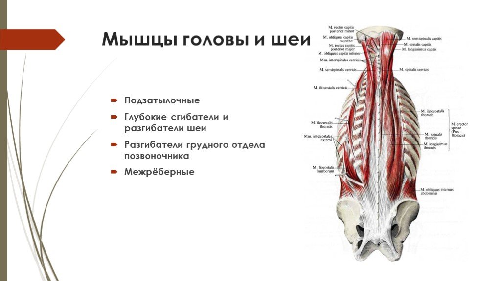 Длина мышц. Длинные разгибатели шеи анатомия. Разгибатели шеи мышцы анатомия. Глубокие мышцы сгибатели шеи. Мышцы сгибатели и разгибатели головы.