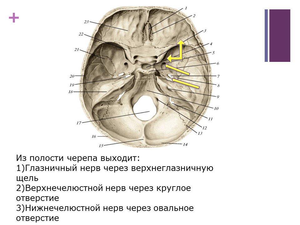 Нервы лицевого черепа. Тройничный нерв из полости черепа. Тройничный нерв выход из полости черепа. Тройничный нерв анатомия на черепе. Места выхода тройничного нерва на черепе.