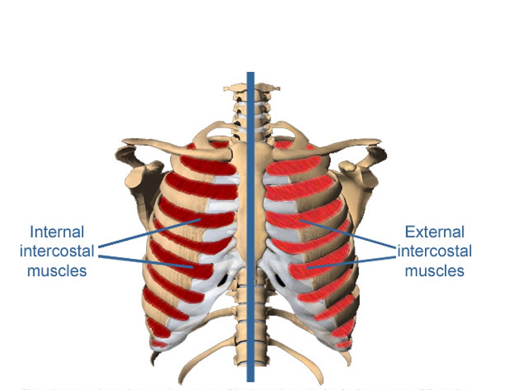 Диафрагма расслабляется диафрагма сокращается внутренние межреберные. Наружные и внутренние межреберные мышцы. Наружные реберные мышцы. Наружные косые межреберные мышцы. Внутренние межреберные мышцы.