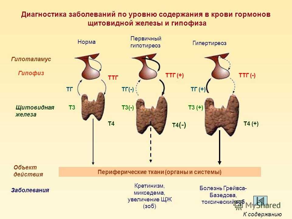 Норма гормонов щитовидной у мужчин