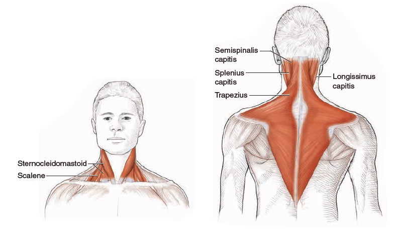 Затылок шею плечи. Мышцы шейно-воротниковой зоны анатомия. Строение мышц шейно воротниковой зоны.