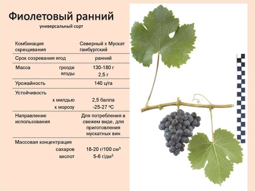 Что надо винограду. Сорт винограда Альфа. Ароматика сортов винограда. Сорт Саперави виноград характеристика. Сорт винограда Квазар.