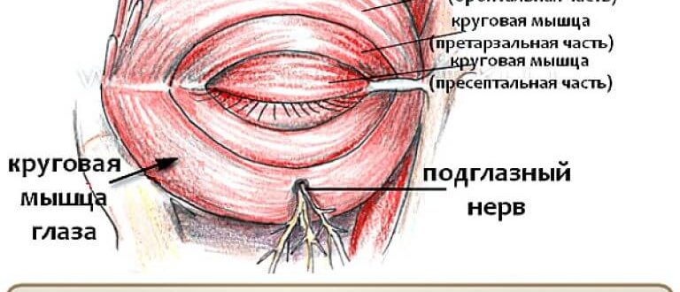 Причины подергивания глаза. Круговая мышца глаза. Дергается круговая мышца глаза. Подёргивание мышц глаза. Тик круговой мышцы глаза.