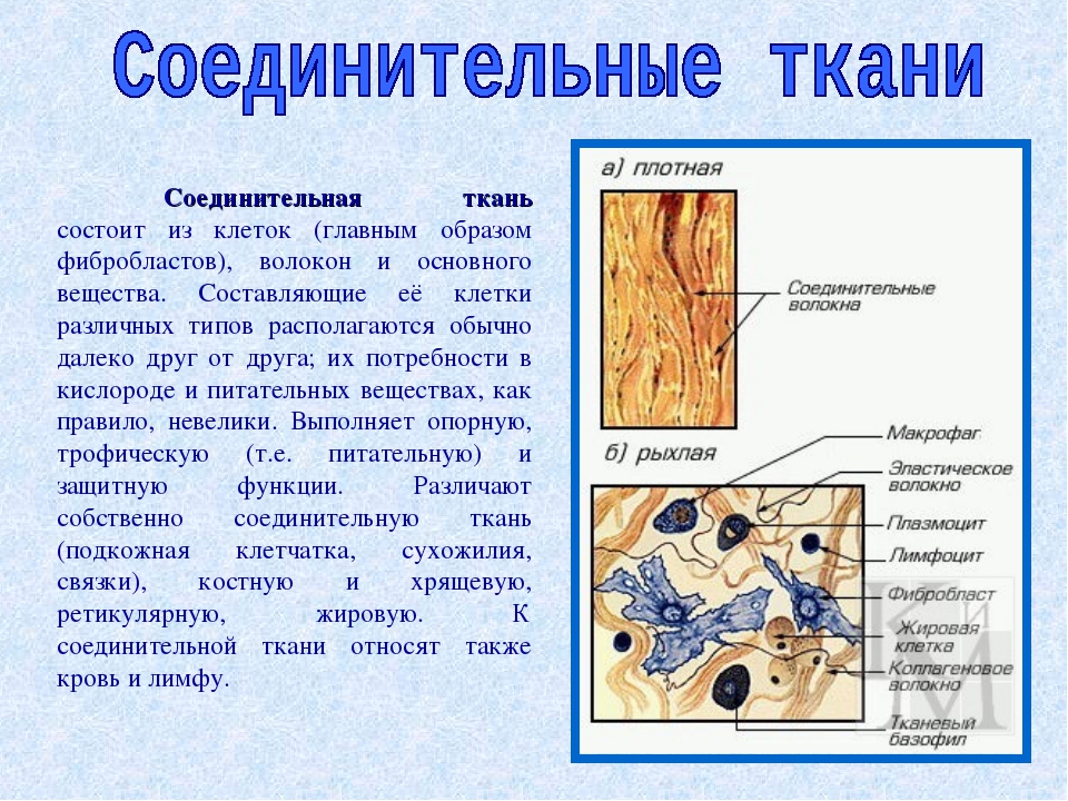 Ткань состоит из клеток. Строение и функции клеток соединительной ткани. Соединительная ткань состоит из. Соединительная ткань состоит из клеток. Расположение клеток соединительной ткани.