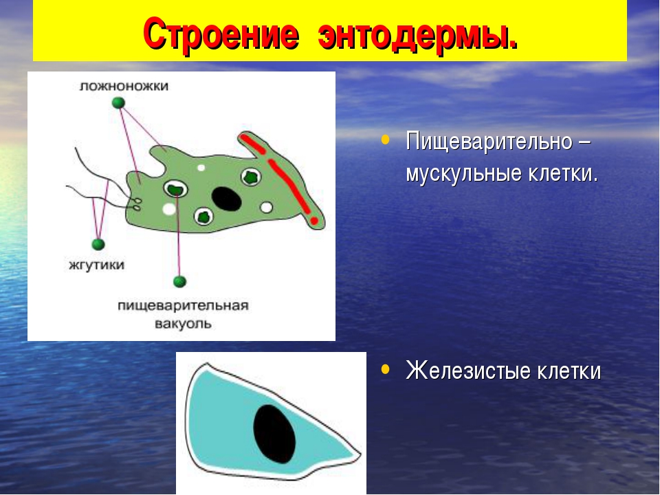 Строение клеток гидры