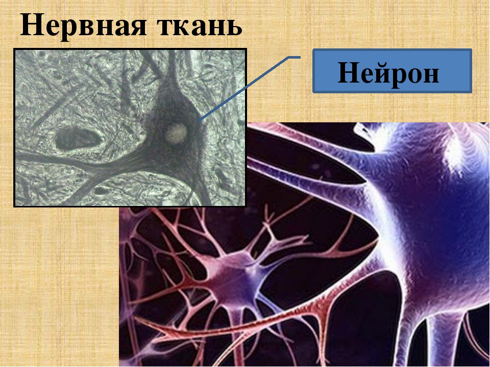 Нервная ткань состоит из собственно нервных клеток. Нервная ткань. Нервная ткань животных. Строение нервной ткани животных. Клетки нервной ткани.