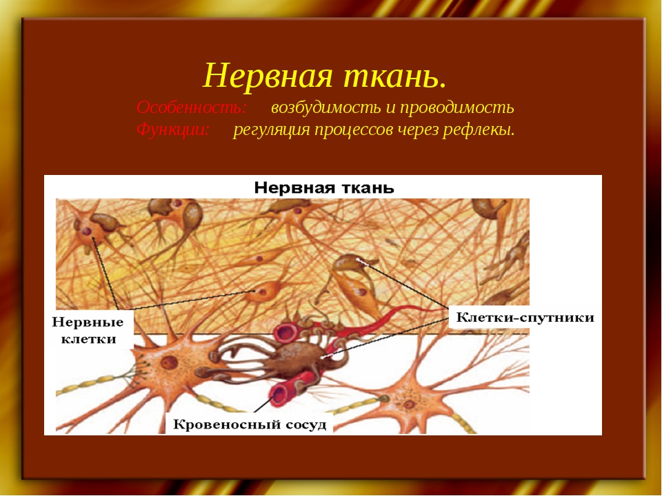 Нервная ткань состоит из собственно нервных клеток. Строение нервной ткани человека. Нервная ткань 8 класс. Нервная ткань 8 класс биология. Нервная ткань презентация.
