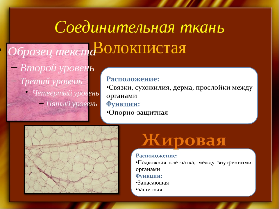 Тест по тканям 6 класс. Классификация клеток соединительной ткани. Соединительная ткань строение и функции. Функции соединительной ткани человека. Классификация соединительной ткани человека.