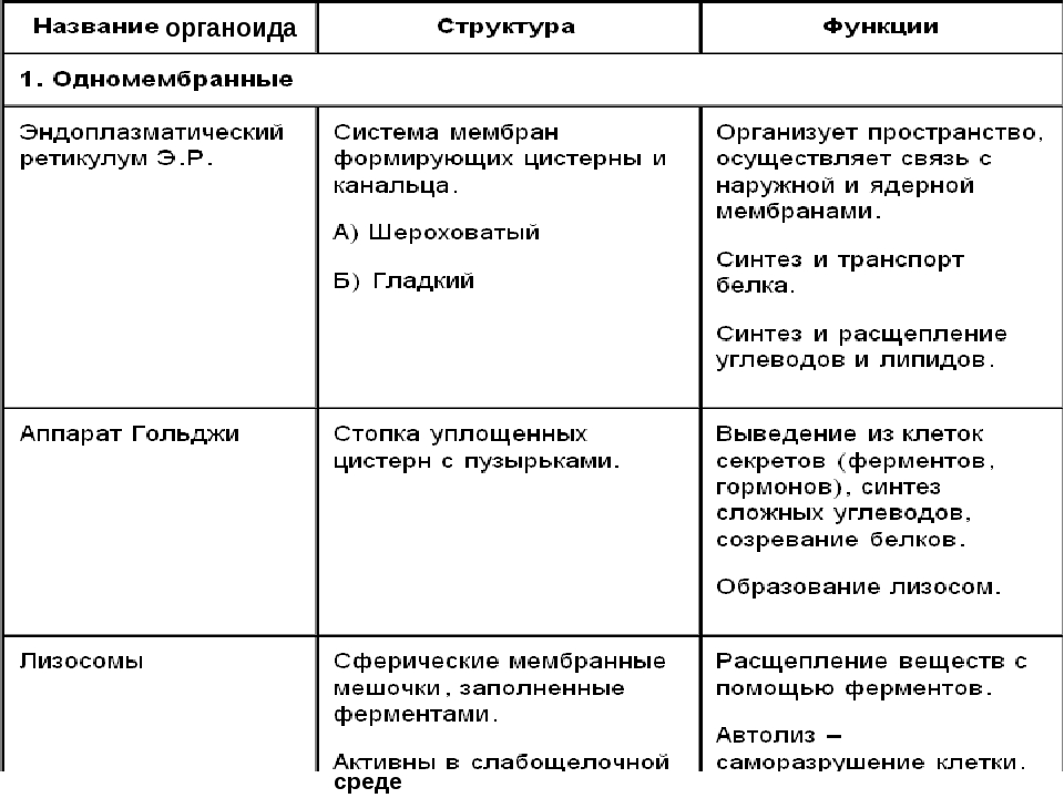 Презентация органоиды клетки и их функции 9 класс