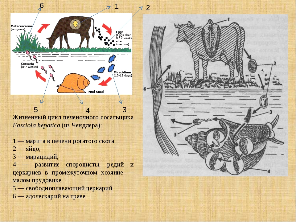 Цикл развития печеночного сосальщика схема