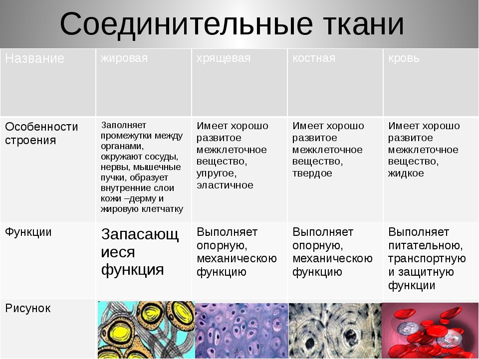 На рисунке изображена жидкая соединительная ткань кровь какова особенность этой ткани реснички