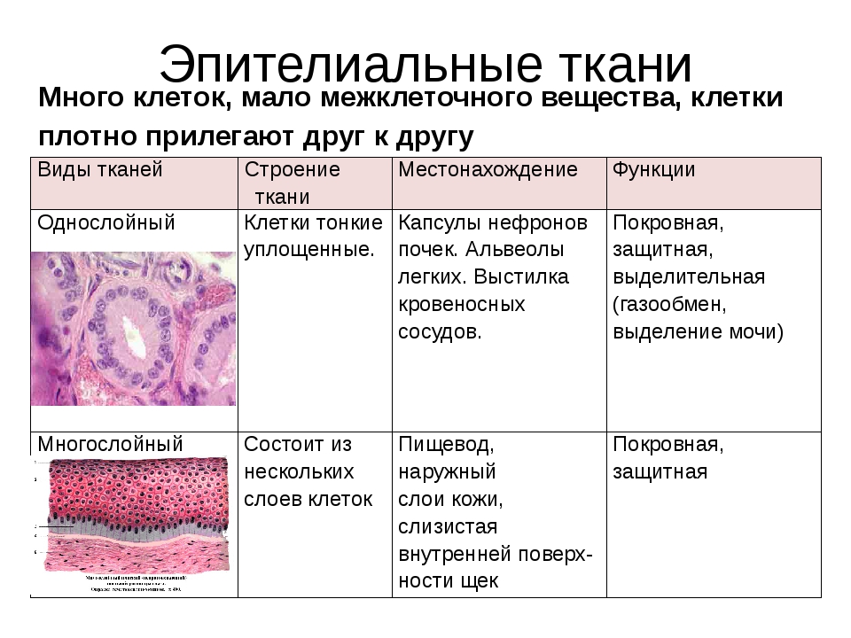Основное группа ткани человека. Тип клеток эпителиальной ткани. Наличие межклеточного вещества в покровной ткани. Наличие межклеточного вещества в эпителиальной ткани. Характерные признаки эпителиальной ткани.