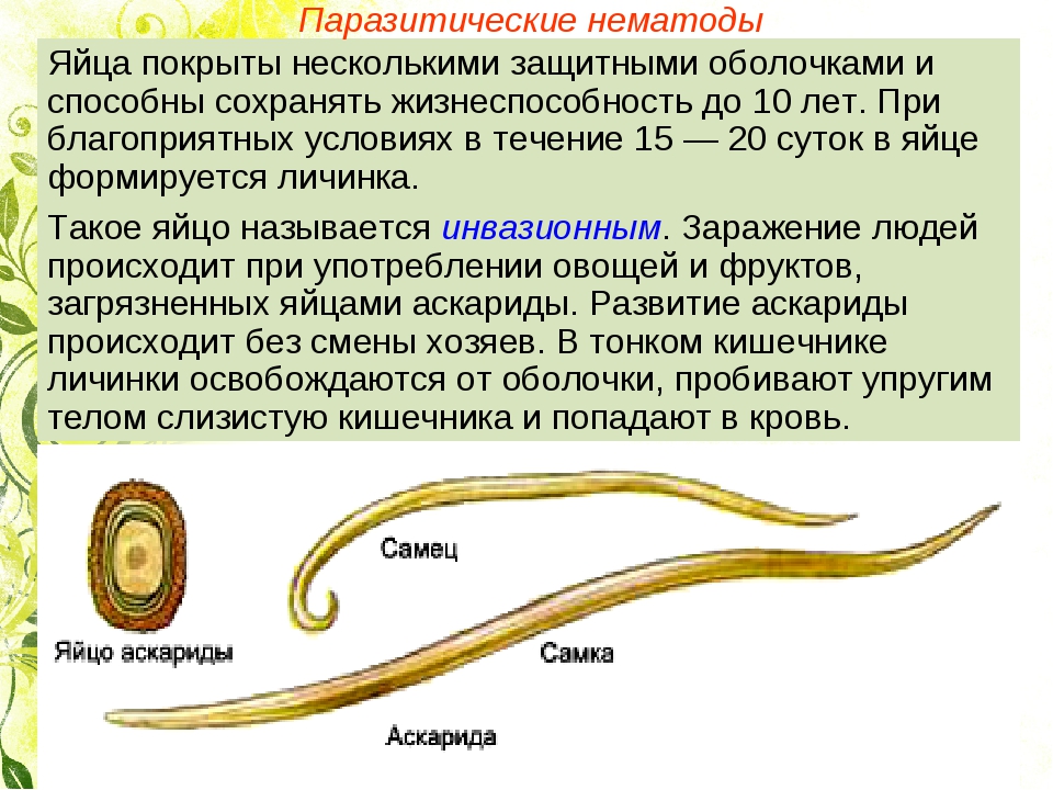 Аскарида тип. Конспект по биологии Тип круглые черви нематоды. Классы круглые черви биология 7 класс. Тип круглые черви нематоды 7 класс. Тип круглые черви класс нематоды 7 класс.