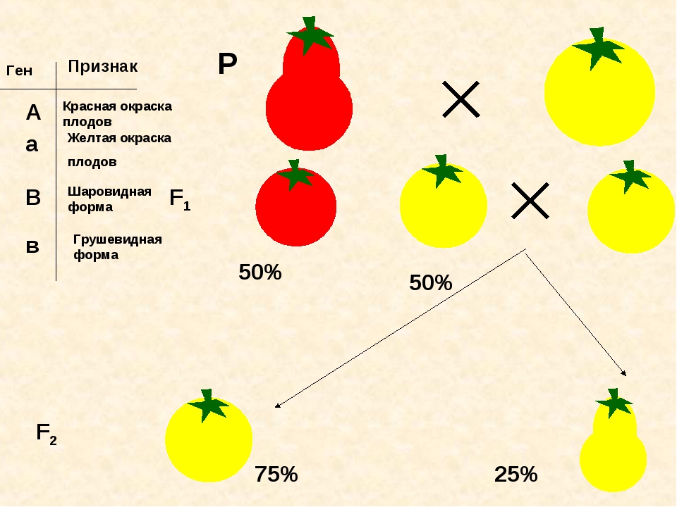 Доминантные и рецессивные признаки томата