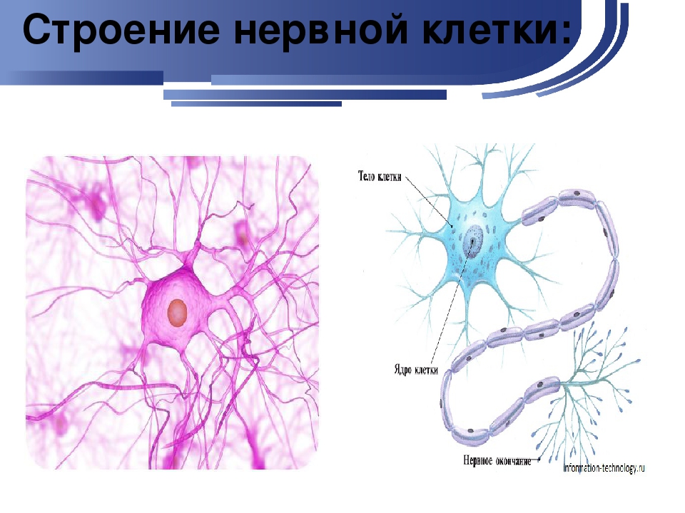 Основа нервной клетки. Строение нервной ткани животных. Биология 5 класс нервная ткань животных. Строение нервной ткани человека схема. Нервная ткань животных строение и функции.