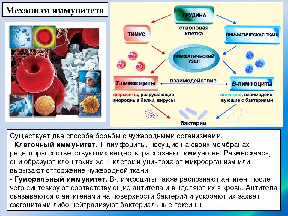 Инфекции иммунных клеток. Механизм формирования иммунитета. Механизм работы иммунной системы. Кровь иммунитет. Иммунная система крови.