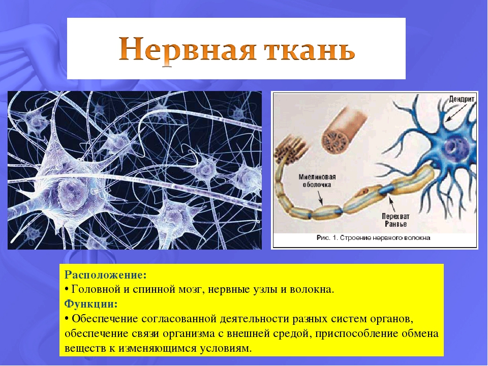 Примеры нервных клеток. Нервная ткань расположение строение функции. Нервная ткань функции примеры строение. Нервная ткань функции и строение и местонахождение. Строение нервной ткани 8 класс биология.