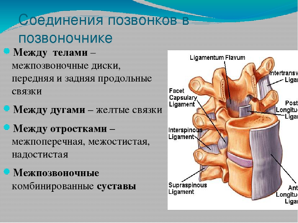 Связки между частями. Соединение позвонков вид сбоку. Соединение суставных отростков позвонков. Соединение позвонков в позвоночном столбе. Соединения позвонков анатомия.