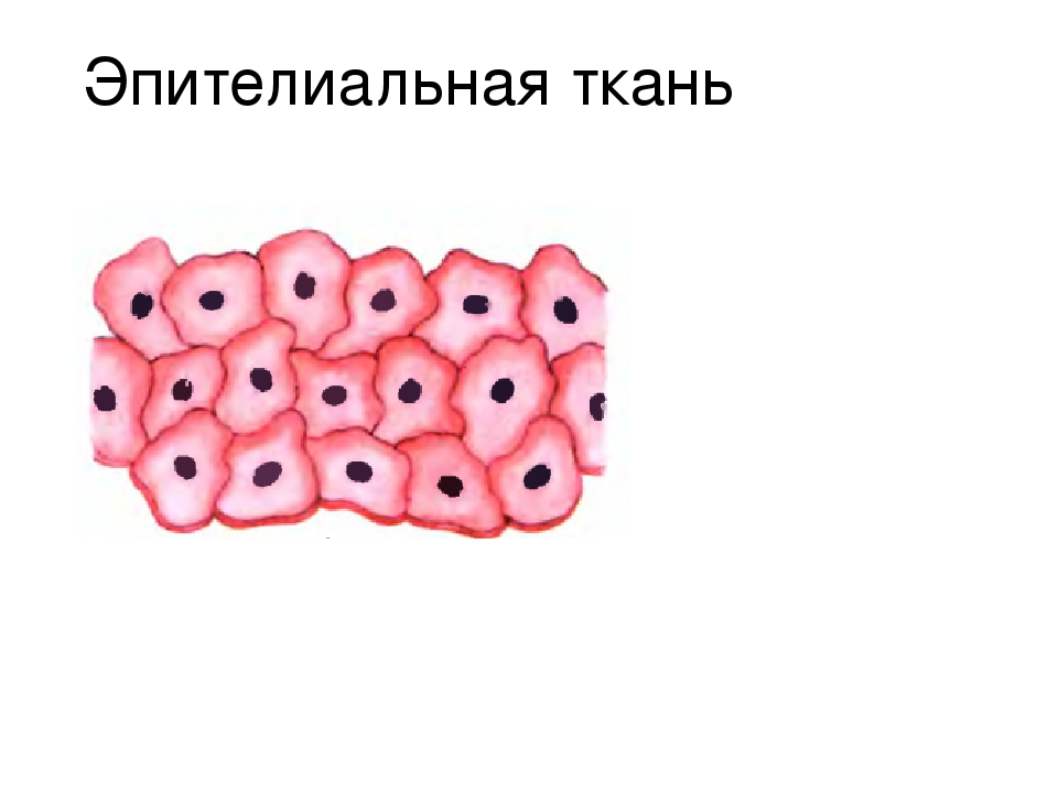 Эпителиальные клетки. Строение клетки эпителиальной ткани. Эпителиальная ткань строение рисунок. Клетка эпителиальной ткани рисунок. Эпителиальная ткань 5 класс биология.