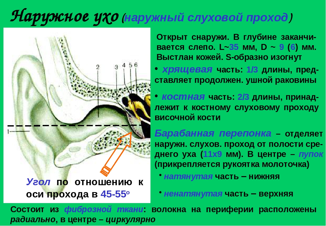 Внутренний слуховой проход среднее ухо