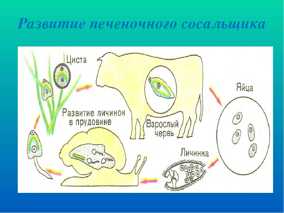 Рисунок цикл развития. Жизненный цикл печеночного сосальщика. Цикл развития печеночного сосальщика биология схема. Цикл развития печеночного сосальщика схема. Цикл развития печеночного сосальщика биология 7 класс схема.