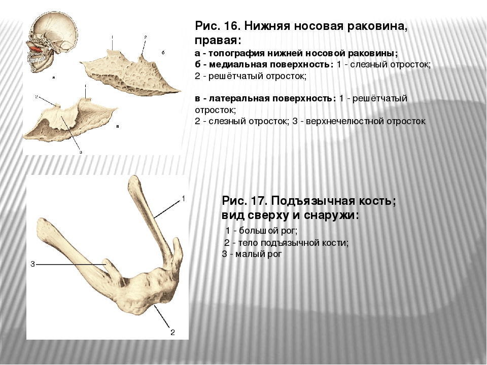 Нижняя носовая раковина. Нижняя носовая кость анатомия. Нижняя носовая раковина кость анатомия. Нижняя носовая раковина части кости. Нижняя носовая раковина кость строение.