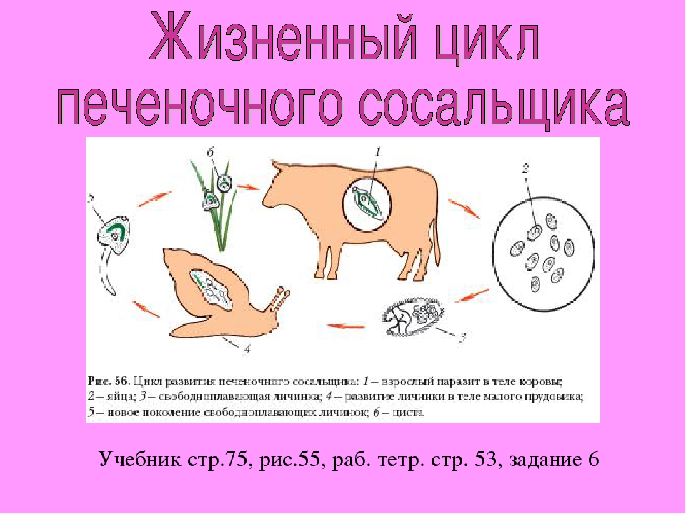 Цикл печеночного сосальщика. Цикл развития печеночного сосальщика схема. Жизненный цикл печеночного сосальщика и цепня. Печёночный сосальщик жизненый цикл. Жизненный цикл печеночного сосальщика 7 класс биология.