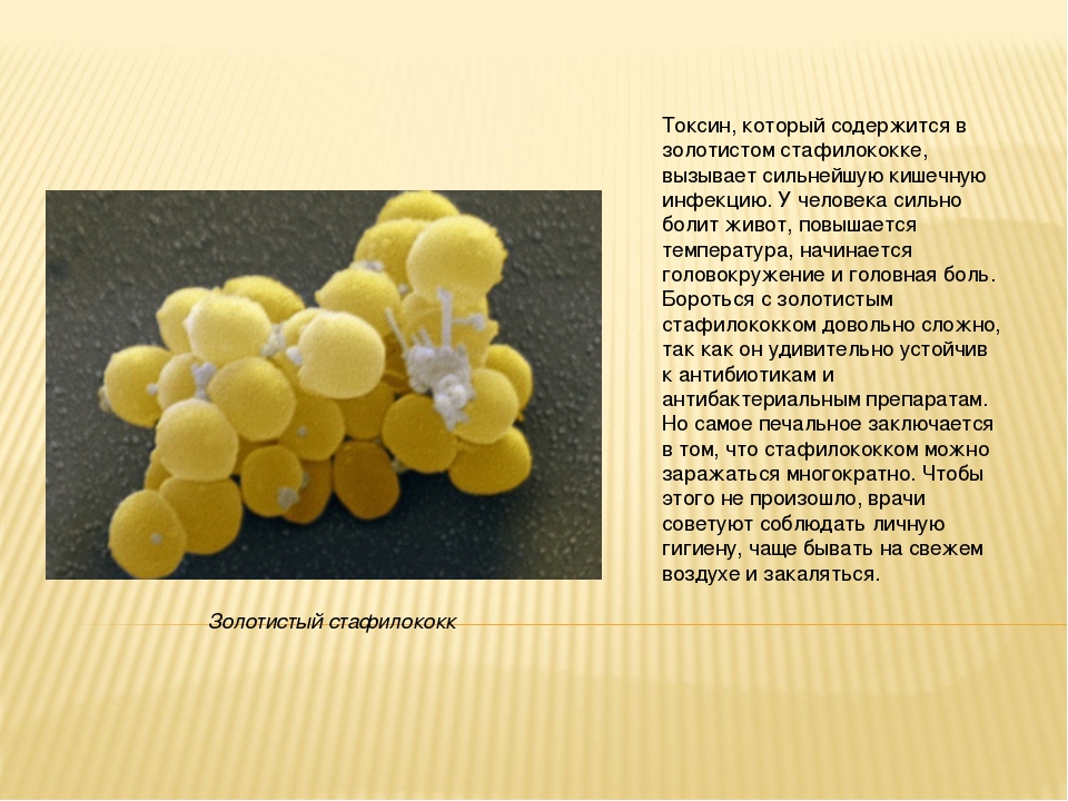 Staphylococcus aureus золотистый стафилококк. Золотистый стафилококк 3. Бактерия золотистый стафилококк. Стафилококк сообщение. Сообщение о бактерии стафилококки.