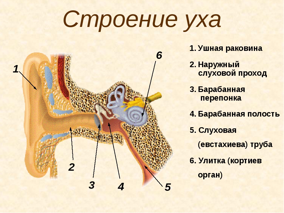 Внешняя ушная раковина. Ушная раковина анатомия строение уха. Наружное ухо строение анатомия. Строение наружного уха анатомия. Строение ушной раковины человека анатомия.