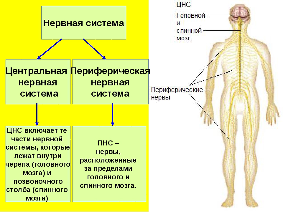 Какие органы входят в нервную систему человека. Строение нервной системы нервная система ЦНС периферическая. Нервная система ЦНС И ПНС схема. Нервная система человека строение Центральная и периферическая. Строение ЦНС И ПНС.
