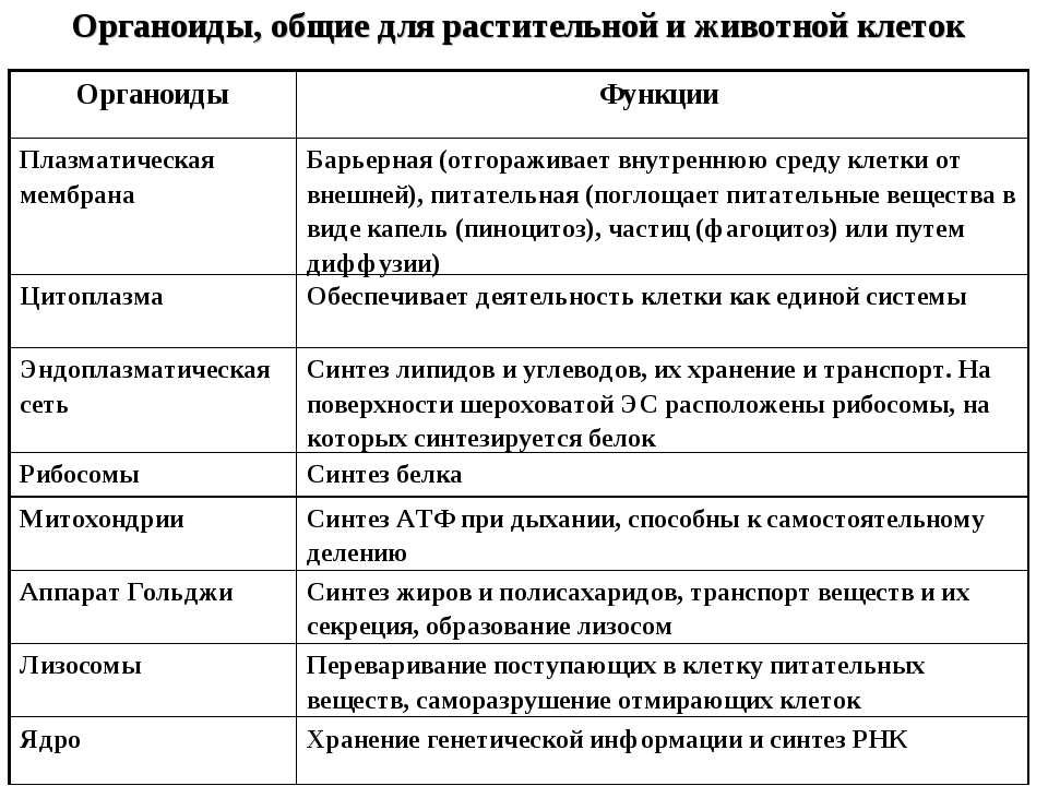 Органоиды их строение функции и рисунки