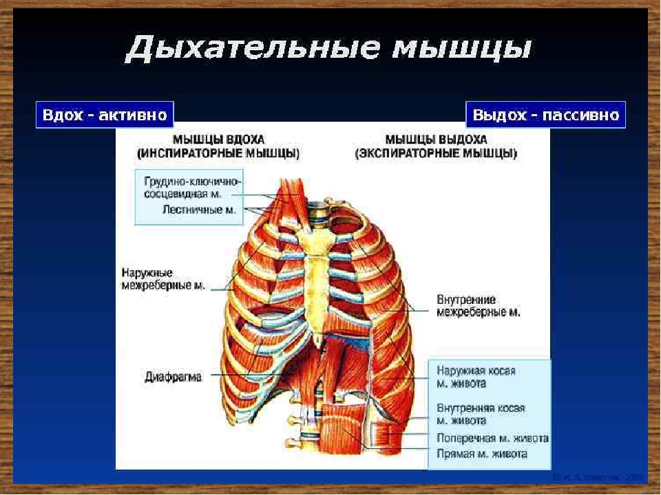 Диафрагма расслабляется диафрагма сокращается внутренние межреберные. Дыхательные движения межреберные мышцы. Наружные межреберные мышцы дыхание. Межреберные мышцы анатомия. Дыхательные мышцы вдоха и выдоха.