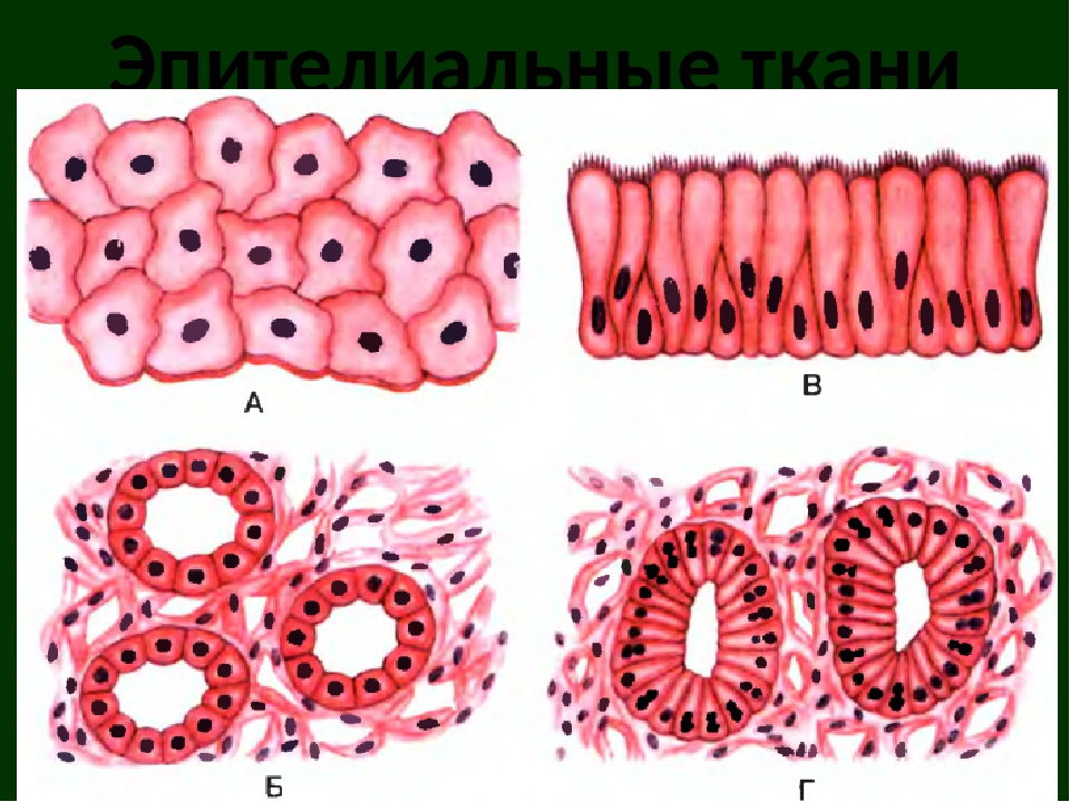 Строение эпителиальной ткани