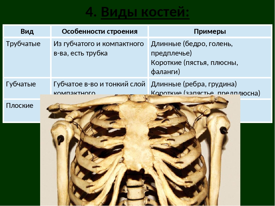 Трубчатые и губчатые кости. Трубчатые губчатые плоские кости таблица. Строение и виды костей. Форма костей таблица. Типы костей трубчатые.