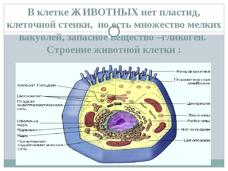 Найди какими цифрами на рисунке обозначены следующие клеточные органоиды